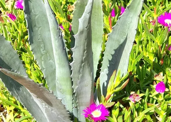 Naturiste Cap D'agde Phantasme Naturiste Port Nature 314 * Agde