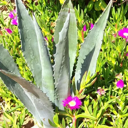 Naturiste Cap D'agde Phantasme Naturiste Port Nature 314 * Agde